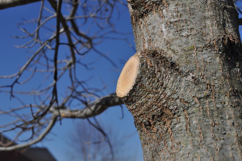 Tree Branch Cutting in Reno, NV
