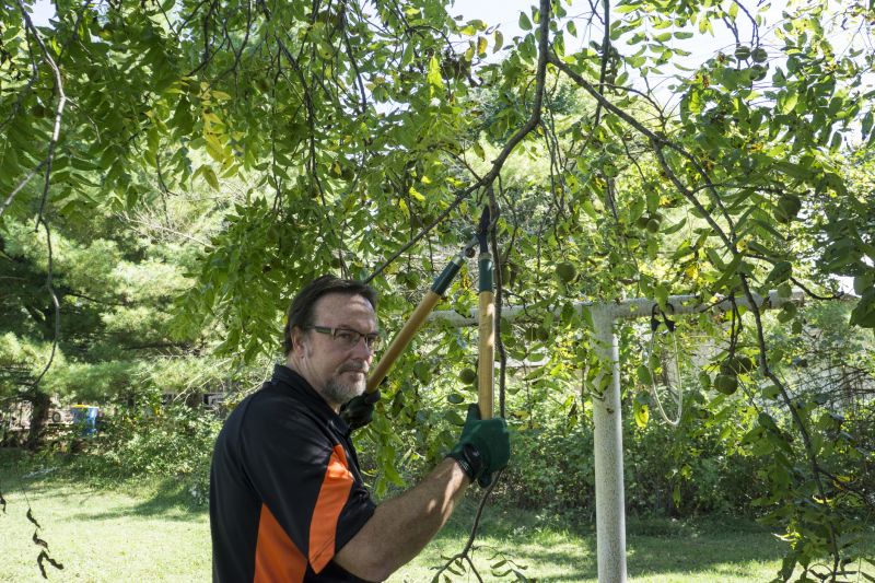 Tree Branch Cutting in Reno, NV