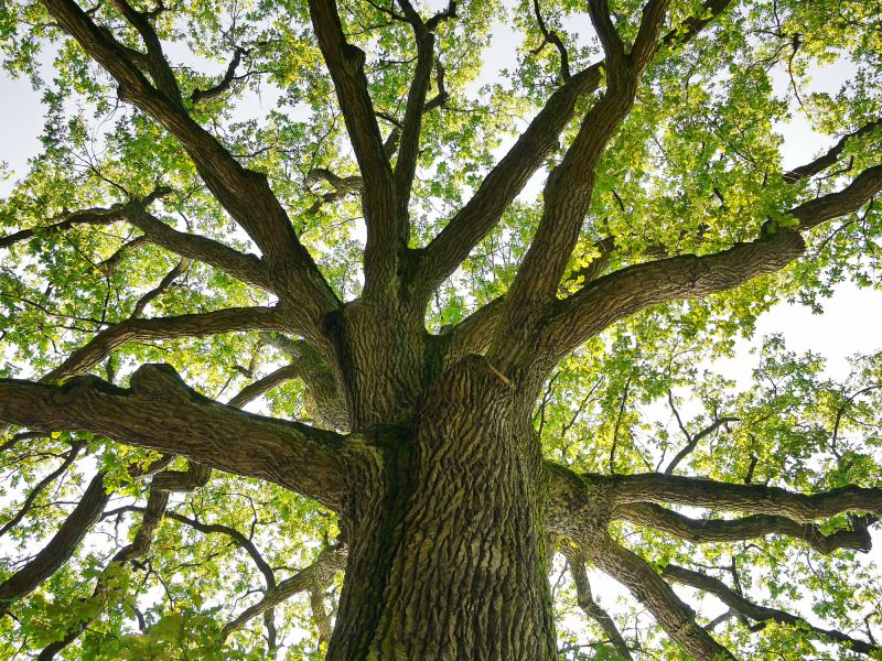 Tree Crown Shaping in Pottstown, PA