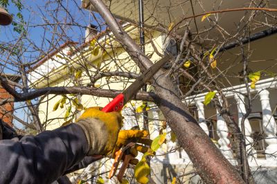 Tree Limbs Removal in Doylestown, PA