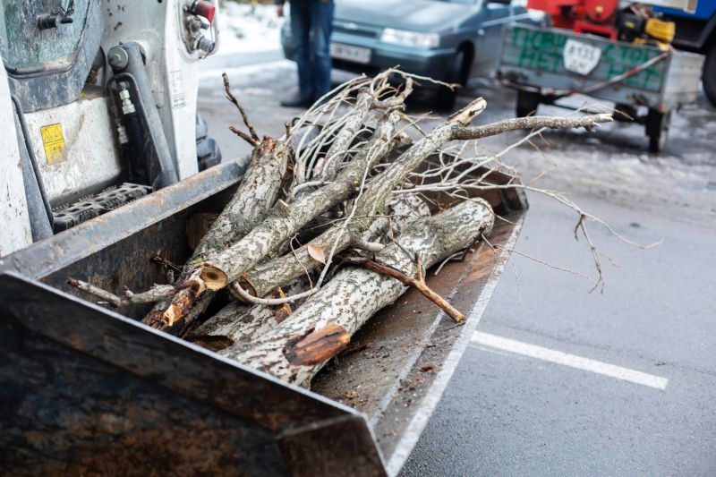 Tree Limbs Removal in San Jose, CA