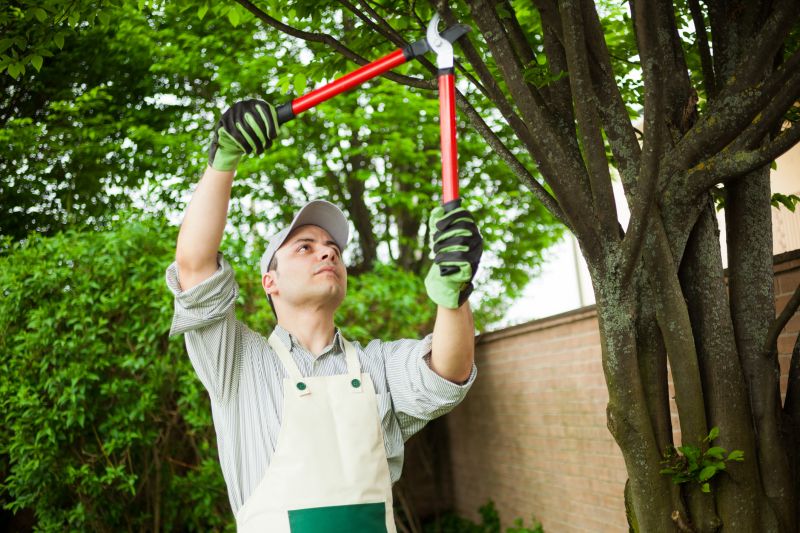 Tree Pruning in San Jose, CA