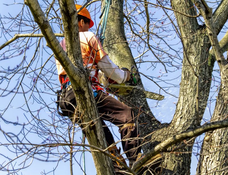 Tree Removal Service in Pottstown, PA