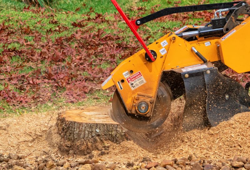 Tree Root Grinding in Waldorf, MD