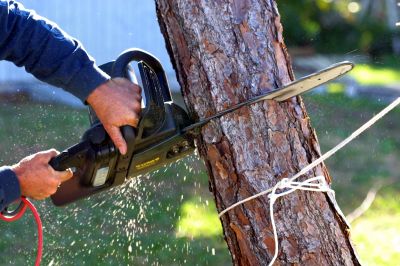 Tree Service in Reno, NV