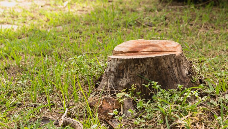 Tree Trunk Removal in Calvert County, MD