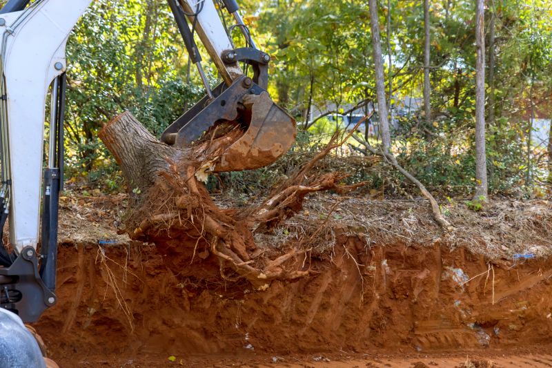 Tree Trunk Removal in Waldorf, MD