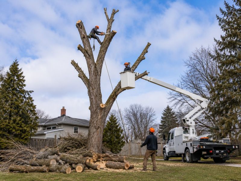 Willow Tree Removal in San Jose, CA
