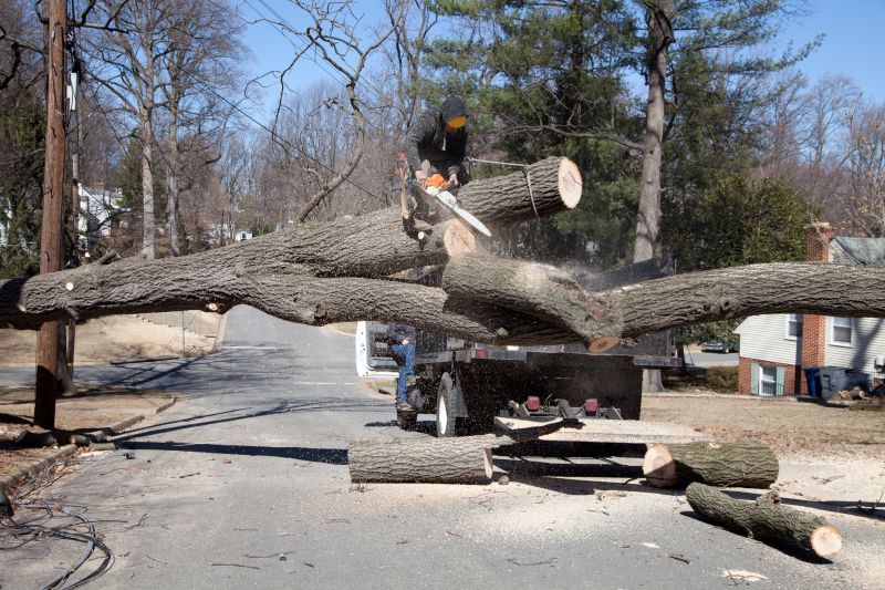 Willow Tree Removal in San Jose, CA
